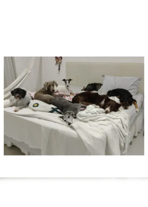 
                                        
                                            Cães que dormem na cama desenvolvem ansiedade de separação: verdade ou mito?
                                        
                                        