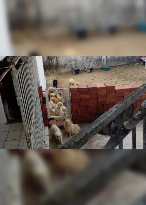 
                                        
                                            Mais de trinta cães são regatados e canil clandestino é desarticulado em João Pessoa
                                        
                                        