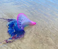 Bióloga alerta para riscos de caravelas em praias da Paraíba no verão