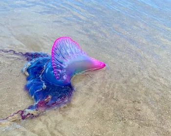 Bióloga alerta para riscos de caravelas em praias da Paraíba no verão