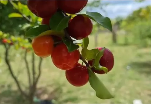 
				
					Energia Nossa II: placas solares fortalecem pequenas agroindústrias do Sertão da Paraíba
				
				