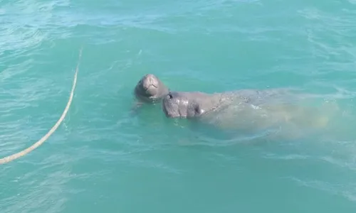 
                                        
                                            Paraíba registra primeiro peixe-boi-marinho filhote de uma fêmea reintroduzida
                                        
                                        