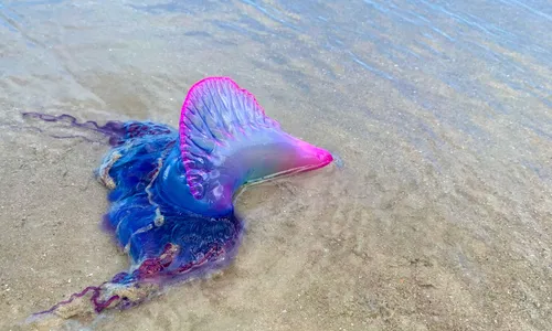 
                                        
                                            Bióloga alerta para riscos de caravelas em praias da Paraíba no verão
                                        
                                        