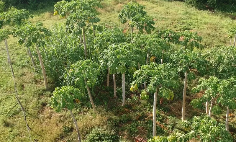 Benefícios da energia solar estimulam formação de cooperativas e potencializam agricultura familiar na Paraíba