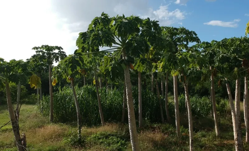 Benefícios da energia solar estimulam formação de cooperativas e potencializam agricultura familiar na Paraíba