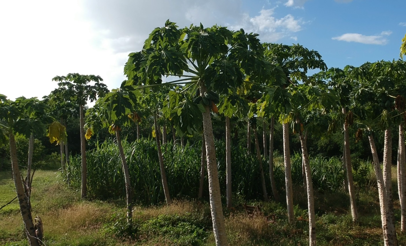 Benefícios da energia solar estimulam formação de cooperativas e potencializam agricultura familiar na Paraíba