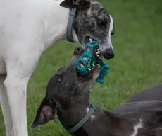 "Devo ou não ter um segundo cão?"