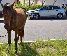 Conde suspende lei que autorizava eutanásia em animais abandonados