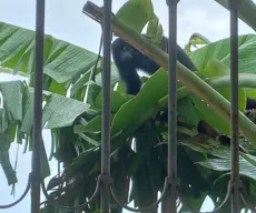 Macaco Guariba chama atenção de moradores em Sapé; espécie é ameaçada de extinção