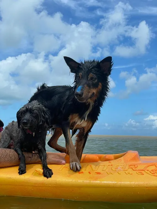 
				
					"Devo ou não ter um segundo cão?"
				
				