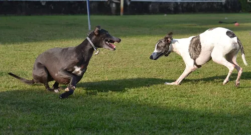 
				
					"Devo ou não ter um segundo cão?"
				
				