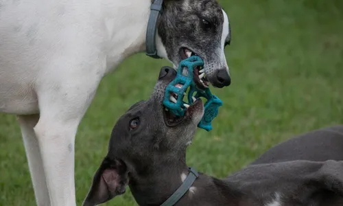 
                                        
                                            "Devo ou não ter um segundo cão?"
                                        
                                        