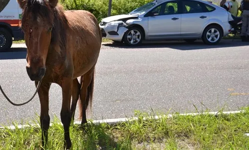 
                                        
                                            Conde suspende lei que autorizava eutanásia em animais abandonados
                                        
                                        