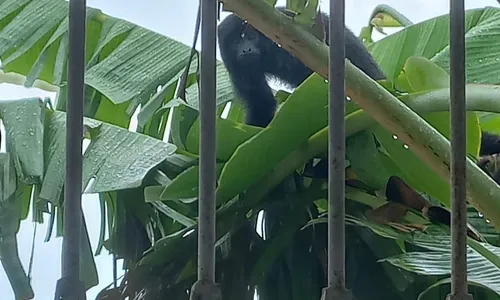 
                                        
                                            Macaco Guariba chama atenção de moradores em Sapé; espécie é ameaçada de extinção
                                        
                                        