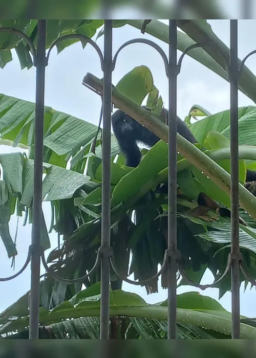
                                        
                                            Macaco Guariba chama atenção de moradores em Sapé; espécie é ameaçada de extinção
                                        
                                        