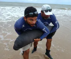 Filhote de peixe-boi-marinho é resgatado em praia de Gramame, na Paraíba