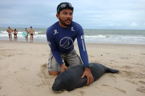 
				
					Filhote de peixe-boi-marinho é resgatado em praia de Gramame, na Paraíba
				
				