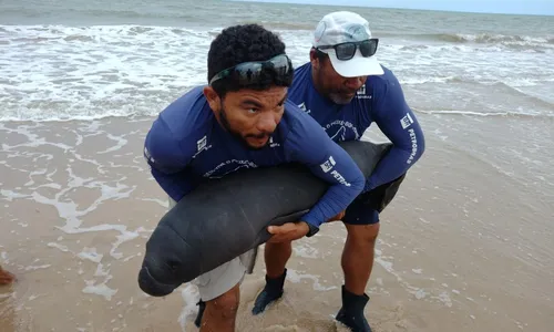 
                                        
                                            Filhote de peixe-boi-marinho é resgatado em praia de Gramame, na Paraíba
                                        
                                        