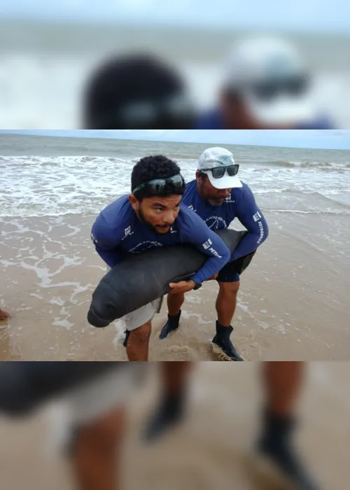 
                                        
                                            Filhote de peixe-boi-marinho é resgatado em praia de Gramame, na Paraíba
                                        
                                        