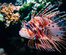 O que é o peixe-leão e qual o perigo que ele representa à vida marinha