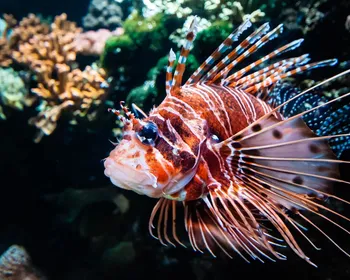 O que é o peixe-leão e qual o perigo que ele representa à vida marinha