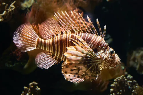 
				
					O que é o peixe-leão e qual o perigo que ele representa à vida marinha
				
				