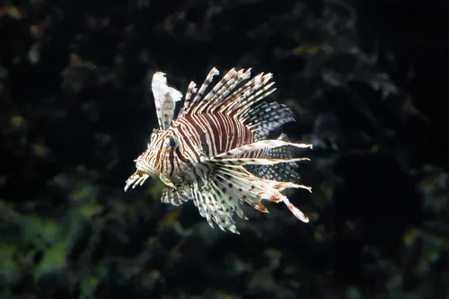 
				
					O que é o peixe-leão e qual o perigo que ele representa à vida marinha
				
				