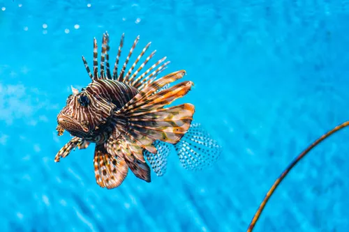 
				
					O que é o peixe-leão e qual o perigo que ele representa à vida marinha
				
				