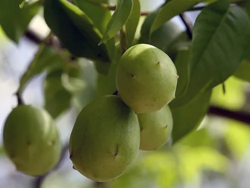 
				
					Umbu: o que é, como plantar e para que serve
				
				