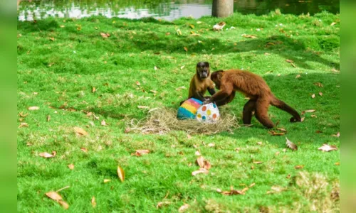 
				
					Animais da Bica recebem ovos de Páscoa personalizados, em João Pessoa
				
				