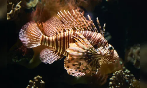 
				
					O que é o peixe-leão e qual o perigo que ele representa à vida marinha
				
				