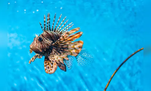 
				
					O que é o peixe-leão e qual o perigo que ele representa à vida marinha
				
				