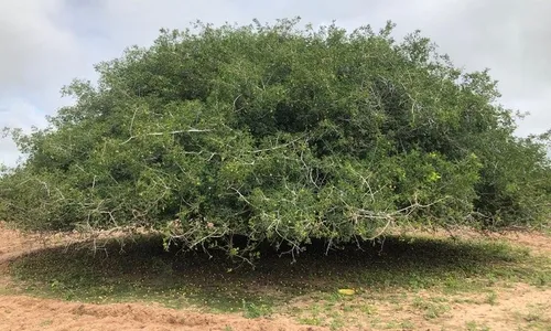 
                                        
                                            Umbu: o que é, como plantar e para que serve
                                        
                                        