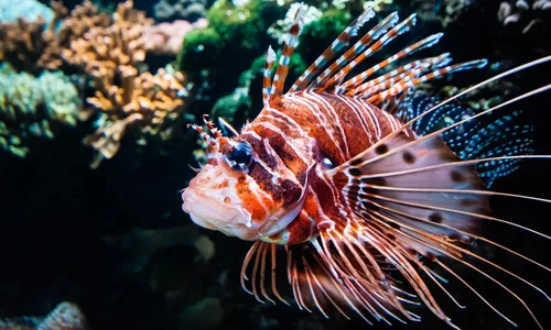 
                                        
                                            O que é o peixe-leão e qual o perigo que ele representa à vida marinha
                                        
                                        