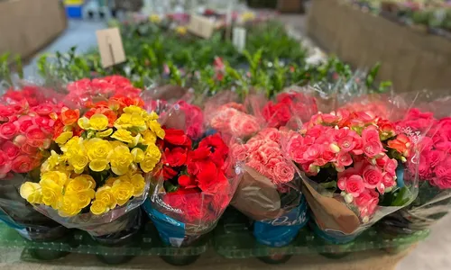 
                                        
                                            Feira de Flores de Holambra acontece em João Pessoa até 21 de maio
                                        
                                        