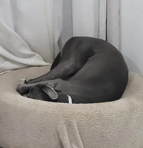 
				
					Por quê meu cachorro dorme assim?
				
				