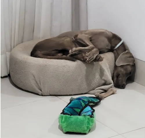 
				
					Por quê meu cachorro dorme assim?
				
				