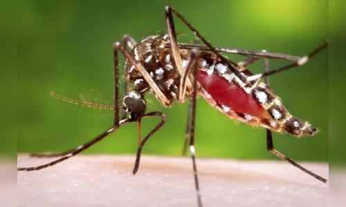
				
					Vacinas contra dengue serão transferidas para 10 municípios da Paraíba; veja lista
				
				
