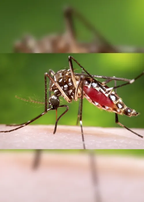 
                                        
                                            Paraíba já registrou 9.185 casos prováveis de dengue, 1.082 de chikungunya e 63 de zika em 2024
                                        
                                        
