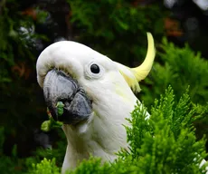 Cacatua: origem, espécies e curiosidades