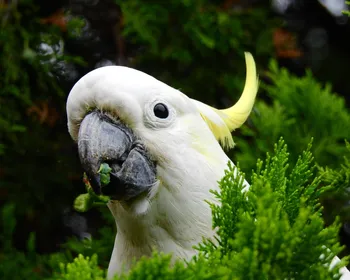 Cacatua: origem, espécies e curiosidades