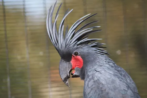 
				
					Cacatua: origem, espécies e curiosidades
				
				