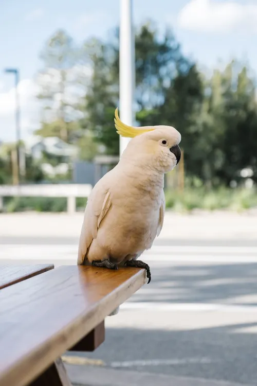 
				
					Cacatua: origem, espécies e curiosidades
				
				