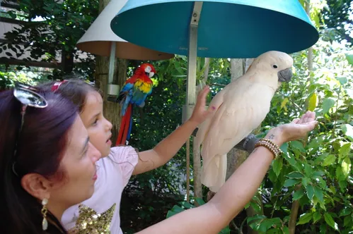 
				
					Cacatua: origem, espécies e curiosidades
				
				