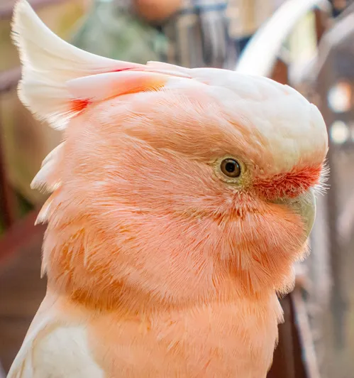 
				
					Cacatua: origem, espécies e curiosidades
				
				