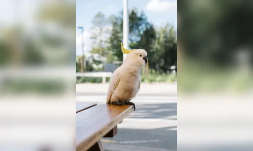 
				
					Cacatua: origem, espécies e curiosidades
				
				