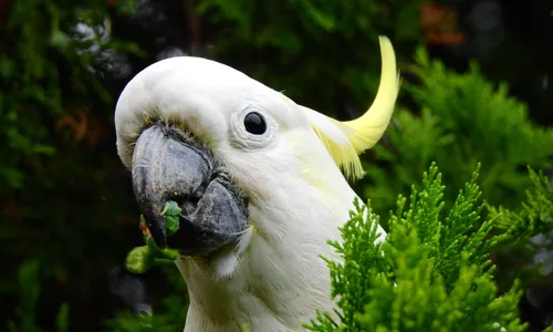 
                                        
                                            Cacatua: origem, espécies e curiosidades
                                        
                                        