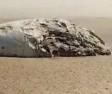 Carcaça de baleia é encontrada na Praia do Sol, em João Pessoa