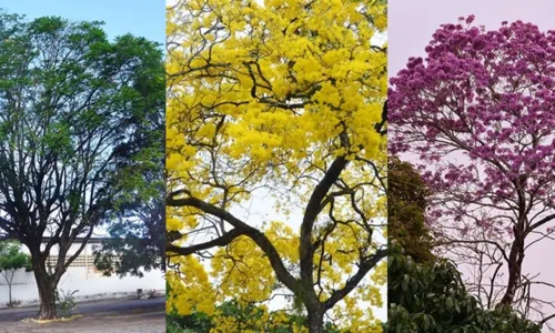 
                                        
                                            Votação popular vai escolher árvore símbolo de João Pessoa; saiba como participar
                                        
                                        
