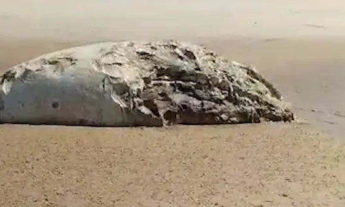 
                                        
                                            Carcaça de baleia é encontrada na Praia do Sol, em João Pessoa
                                        
                                        